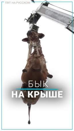Videos