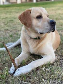 Long live #BubbaMurdaugh the Labrador retriever who brought down a southern dynasty.