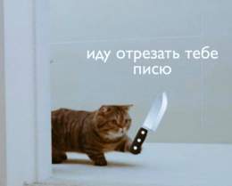 Совсем вы забыли, сегодня же кошачий праздник В первый день первого весеннего месяца по стихийно сложившейся традиции в России отмечается День кошек. А вы не прислали ништяков.