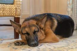 Post-turkey.
