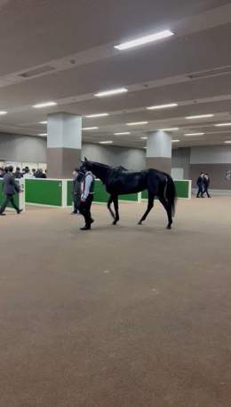 Your 2022 #JapanCup winner!    VELA AZUL    Trained by Kunihiko Watanabe, ridden by Ryan Moore  #ヴェラアズール  #ジャパンカップ0:161,087 views