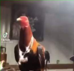 Kound&eacute; qui joue avec sa chaine en or : #FRAPOL