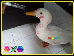 Greg the Duck has been busy with the ladies.  He's almost done.  If you're waiting for the #PLS &amp; #PLSX dip, you have to be aware that Greg could launch PulseChain when ETH is above $2,000.  People can quickly refuse to sell when they see #Bitcoi