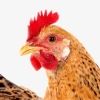 acleverchicken