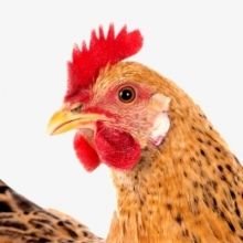 acleverchicken