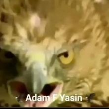 adamfyasin8