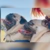 akolovepug