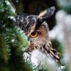 ali.owl