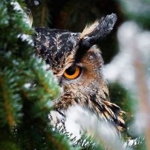 ali.owl