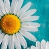 amal.saad11