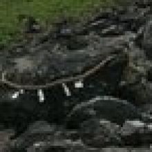 amanosira