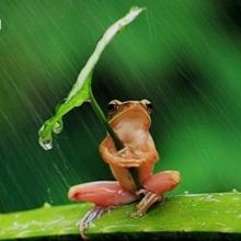 ame.nure.frog01