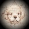animalfarmdefi