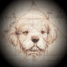 animalfarmdefi