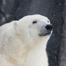 asaaaaaphotos