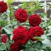 attractflower