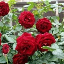 attractflower