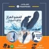 aysel64179775
