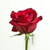 bachelorsbuzzin