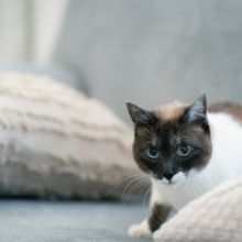 bernard29228313
