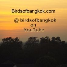 birdsofbangkok