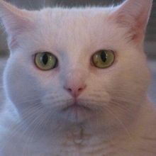 bitchesthecat