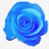bluerosekk