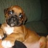 boxer.lovers