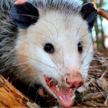 browns.possum