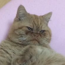 bucha.nekoizumo