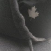 c03.x