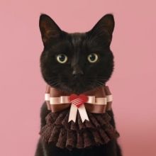 cacaocat