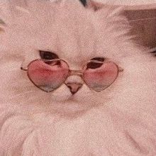 caoticocat