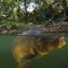 carpfishingjour