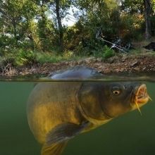 carpfishingjour