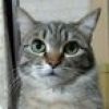 cat.56chan