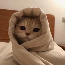 cat.auras