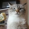 cat.ded.mitiay