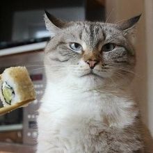 cat.ded.mitiay