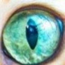 cat.eyes.scp