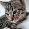 cat.the.friday