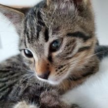 cat.the.friday