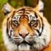 cat2824256188