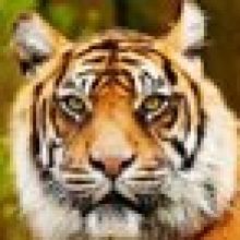 cat2824256188