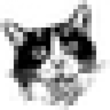 catforlight