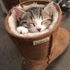 catinoddplaces