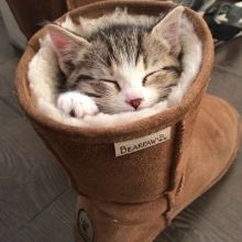 catinoddplaces