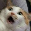 catshealdeprsn