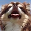 chihuahuabancho