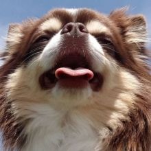 chihuahuabancho